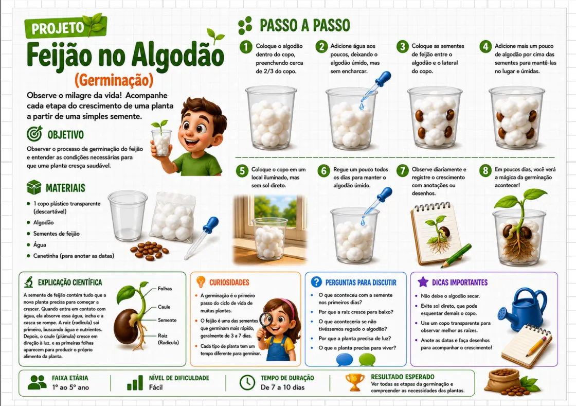 Projeto Feijão no Algodão: germinação com objetivo, materiais e passo a passo